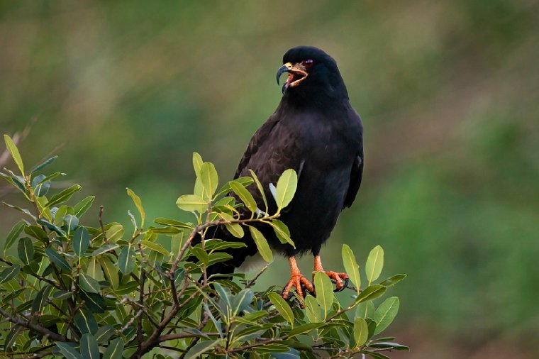 020 Noord Pantanal, slakkenwouw.jpg